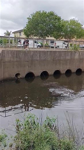 catching eels in storm water part 1 #shorts #australia #fishing