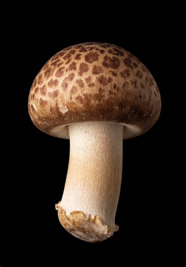 The largest living organism on Earth is actually a mushroom! A single honey fungus in Malheur National Forest covers about 2,400 acres (nearly 4 square miles) underground and is estimated to be thousands of years old. #mushroom #cool #aesthetic #aestheticsummer #CapCut