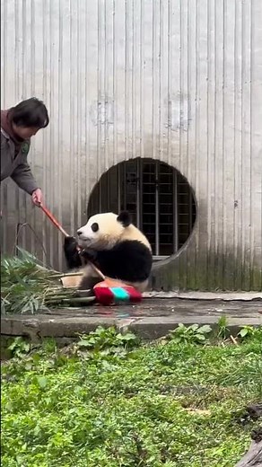 Little Helper or Tiny Trouble? Panda Cub Tries to “Work”with a Broom#GiantPanda #CuteAnimals #Shorts
