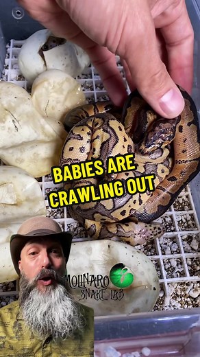 Ball Python Baby Snakes Hatching and Care Guide