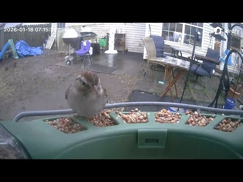 William's Bird Channel Live Stream bird feeder cam! ￼
