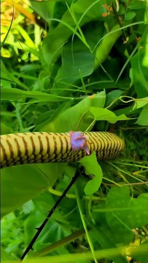 Snake Hemipenes Explained | Educational Wildlife Video #snake hemipenes, #reptile reproduction,