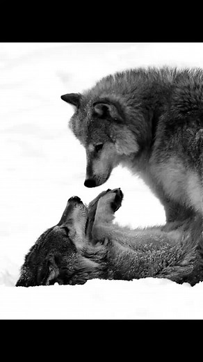 Wolves in Snow: Playful Affection and Howling Moments