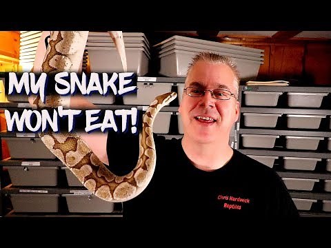 What to do when your snake won't eat!