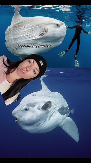 The Fascinating Life of the Sunfish Explained