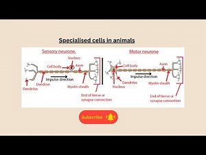 Specialised cells in animals for AQA GCSE Biology and combined science