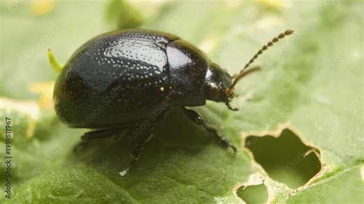 Detailed macro of plantain leaf beetle (Chrysolina haemoptera) on green leaf