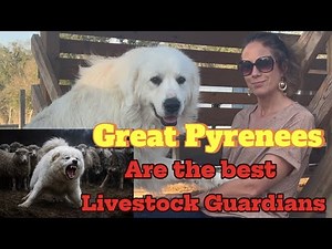 Why Great Pyrenees Are the BEST Livestock Guardian Dogs