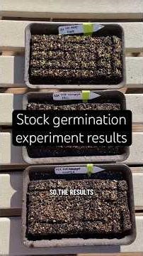 Key takeaway: it’s better to harvest stock seeds in the fall vs harvesting the dried winter seeds