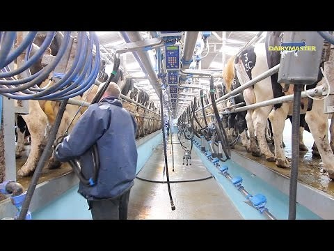Milking 1,200 cows 3 times a day! [Swing Over Rapid Exit]