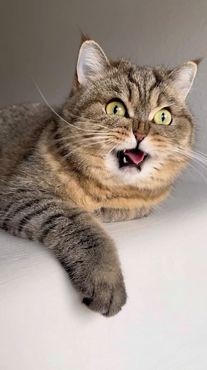ekekekkekkek | ekekekkekkek compilation 🗣️ march 2025’s greatest eks featuring: @loki_loshka tt: eugenia__kovaleva @kyoto.abyssinian.cat tt: noufar993... | Instagram
