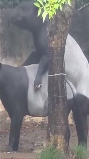 Tapirus mating #animal #animals #forest #mating