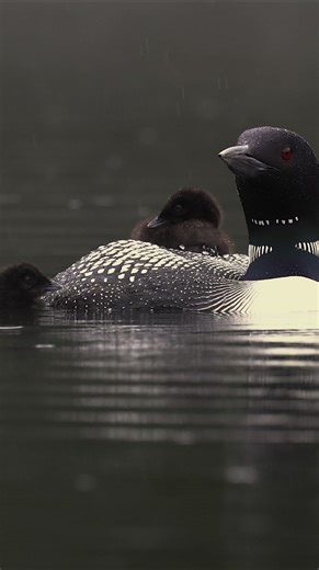 Common loon family in the rain | Harry Collins Photography