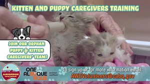 3.5K views · 47 reactions | Come join our free kitten and puppy caregivers training starting in March. Would you like to volunteer to help take care of the orphaned kittens and puppies who come into our shelter every spring? Email us at AWDVolunteer@cabq.gov for more information. #OneAlbuquerque #CABQAnimalWelfare | Albuquerque Animal Welfare | Facebook