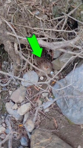 A Secret Partridge Nest Hidden in Nature! #Partridge #BirdsLover #Wildlife #Nature #BirdWatching
