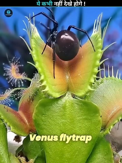 Venus Flytrap Counts 😮 #FBReels #InterestingFacts #MysteryFacts #ScienceFacts #facts #shorts #MindBlowingFacts #ViralFacts #FactReels #WeirdFacts #HumanFacts #factostic #MindBlown #DidYouKnow #Fact #Science #Discovery #Knowledge #AmazingFacts #ReelFacts | Factostic