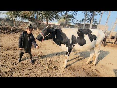 Cow racing | Race competition | Chacha Bhatija