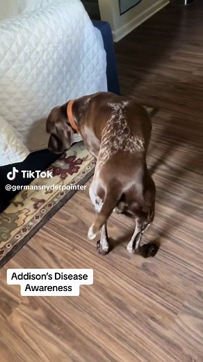 Beginning signs of an Addisonian Crisis: throwing up bile, weakness, lethargy, not eating, not drinking water #addisonsdisease #rare #raredisease #gsp #germanshorthairedpointer #dogs #awareness #sick