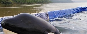 All 10 Orcas from the Whale Jail Have Now Been Returned to the Ocean - The Whale Sanctuary Project | Back to Nature