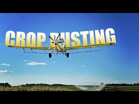 Crop Dusting Corn