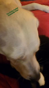 🐶🐱 The love between Winter and Tuna Turner is something special. 🐱🐶 Tuna Turner came to us as a small kitten and Winter took her on as her own 'Puppy'. ❤️ The bond is unbreakable ❤️ | The Wonky Donkey Community Farm CIC