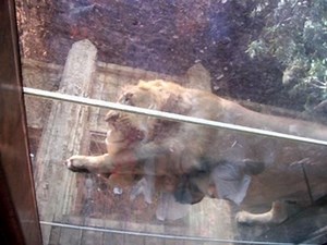 Lion Eating at the MGM Grand