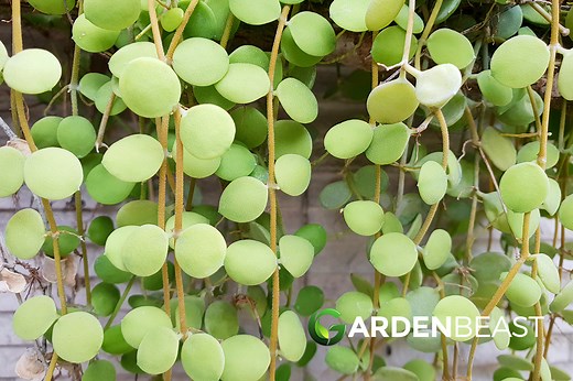 Dischidia Nummularia: How to Grow & Care for “String of Nickels”