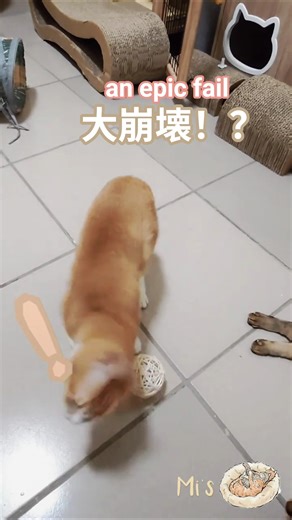 Ru-nyan can't stop rubbing and biting, but what an epic fail at the end?｜Cat Daily ep.41｜#cute