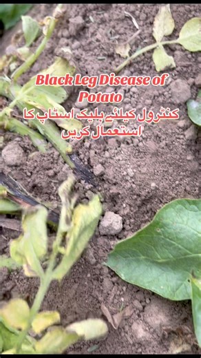 13K views · 89 reactions | Control of blackleg disease of potato by blacktop #potatoes #blacklegcontrol #plantclinics | Plant Clinics | Facebook