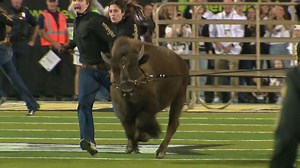Former owners say newest University of Colorado mascot perfect "Ralphie VII" role