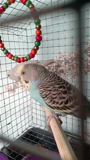 budgies parrots 🤗🤗🤗 #music #love #songlyrics #song #singer #birds #parrot