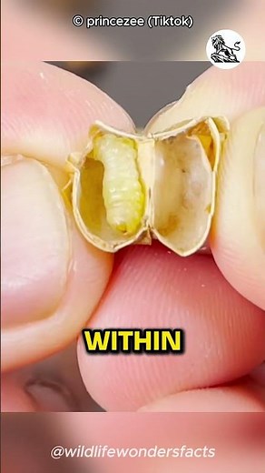 How Do Mexican Jumping Beans Jump?