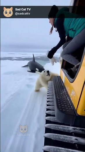 Polar Bear Hands Cub to Woman... Orca Jumps Toward Them on Ice! 😱