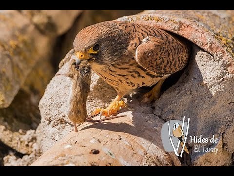 kestrel flying video - Cernícalo Cazando - Kestrel hunting