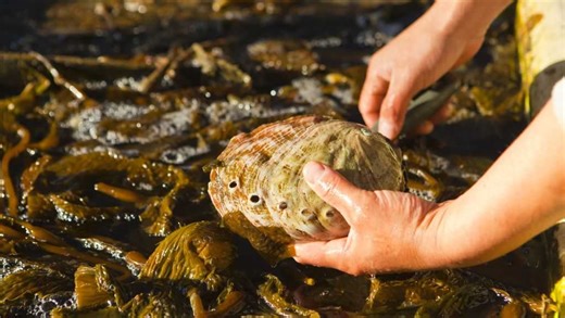 California extends abalone harvesting ban until 2036