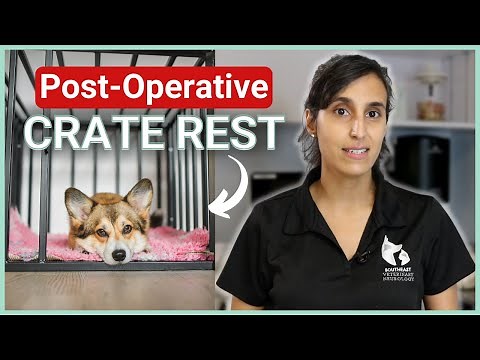 Crate Resting Your Dog After Spinal Surgery