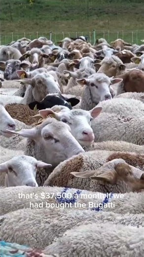 What happens if instead of buying a Bugatti Veyron, we buy hundreds of goats?