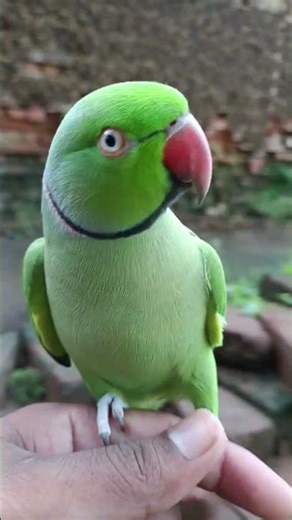 rengnet parrot voice video #parrot