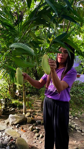 Cambodian Mango planted by Honey & Daddylol. Honey Kwindale Calaramo Menardo Agcaoili Calaramo Allandale Calaramo Primitiva Nuico Calaramo #highlightseveryone #followersreels #highlight #highlights | Wilma Wing Calaramo