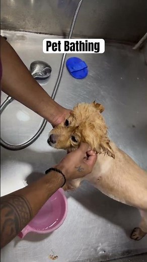 How to Bathe Your Dog | Pet bathing tips | Dog Spa | Pomeranian | cute dog videos