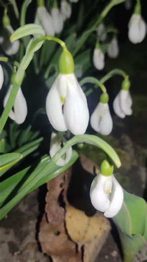 Very beautiful flowers. Later I'll show you how the yucca palm blooms... Would you like to see it?