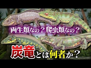 【ゆっくり解説】炭竜-両生類と爬虫類の中間の性質をもつ巨大な頂点捕食者