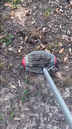 Easy way to pick up SWEET GUM BALLS - Corona Nut Gatherer
