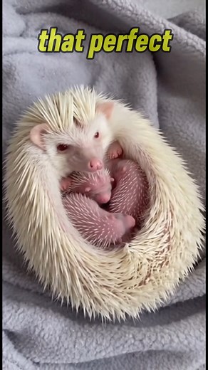 I am literally speechless at how perfect this is. 🥺 Watch how this mama hedgehog uses her quills to create a fortress of love for her tiny pink babies. She is living proof that even the sharpest edges can be soft on the inside. This might be the cutest thing on the internet today! Who is your safe space? Tag them in the comments! 👇 . . #HedgehogLove #MothersLove #CuteAnimals #BabyAnimals #hedgehog | The Daily Hedgehog Show