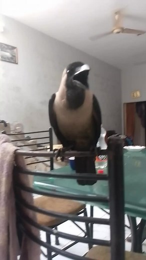 Crow Feeding in a Domestic Setting