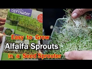 Sprouting Alfalfa in a Two-Tiered Seed Sprouter