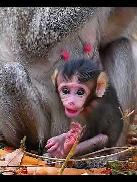 Very nice tiny wildlife monkey moments #adorablemonkey #babymonkey #babymonkeyvideo #animals