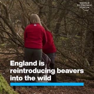 #Beavers are regarded as ‘#ecosystem engineers’ - as they build their #habitats, they also restore native #woodland and create new #wetlands. Healthy and well-functioning ecosystems underpin happy societies and strong #economies. Learn more about the emerging trends and #opportunities in combating #biodiversity loss in the World Economic Forum paper Champions for Nature: Raising Ambition, Sustaining Impact: https://ow.ly/FMet50Vll13 #Nature #Conservation #Dorset | World Economic Forum