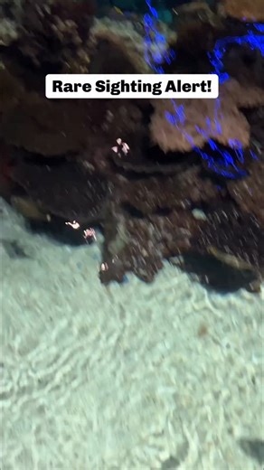 Have you ever spotted a wobbegong in our Blacktip Reef exhibit? These elusive carpet sharks often rest during the day. A staff member captured this video during a member evening, held after hours each month. | National Aquarium