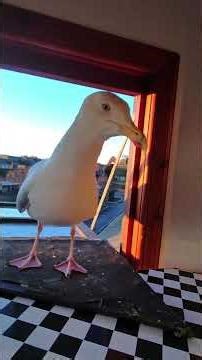 My Pet Seagull Takes An Extra Wide Slice... 🍣